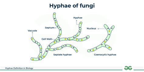 are fungi's hyphae similar to plant roots